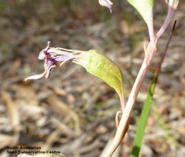   Fruit:   Lobelia gibbosa ; Photo by South Australian Seed Conservation Centre, used with permission
